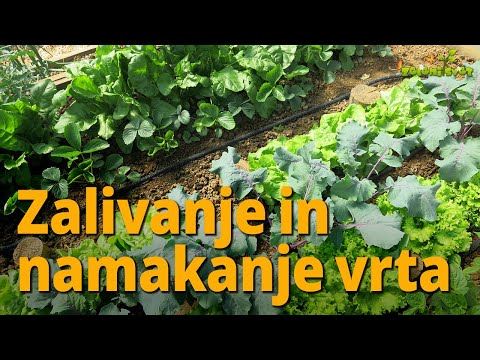 Video: Pravilno Zalivanje Zelenjave