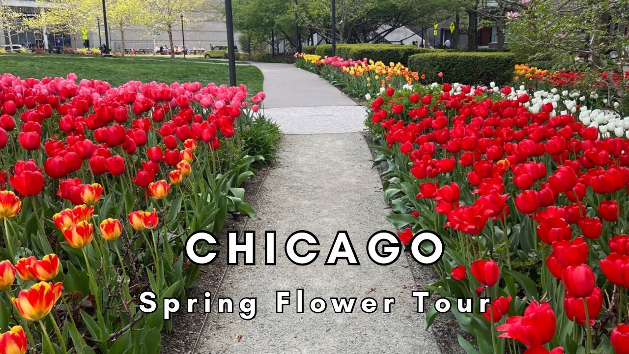 Chicago Spring Flower Tour Lurie Garden, Drake Tower & More YouTube