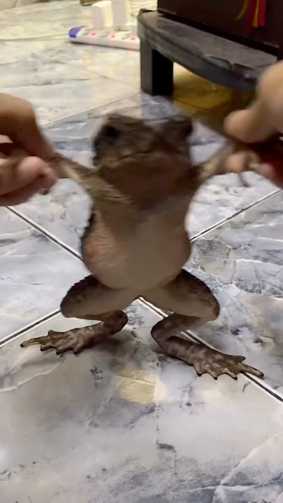 CRAZY FROGS ✌🏻🐸✨ #frogs #katak #dumpytreefrog #bullfrog #angahnosaurus #shorts