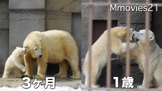 Polar Bears 三つ子の魂百まで ホッキョクグマ リラ