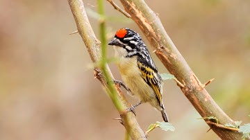 Red-fronted Tinkerbird Song