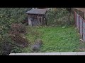 КОШАЧЬИ БУДНИ. ВЕДЬМИНА ИЗБА