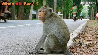 Poor Mom Angle Always Waiting Her Baby Monkey Ale Back From NGO When She is on The Way Back Home