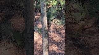 Lowndes wma youth  hunt 2024