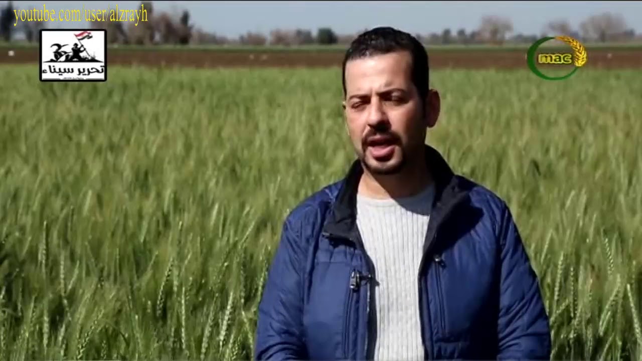 زراعة القمح و تأثير استخدام المخصبات الحيوية على الانتاج