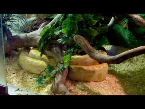 albino Tigerpython - im Terrarium HD720p