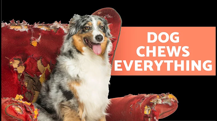 My DOG CHEWS EVERYTHING in Sight 🐶 (7 Reason Why and What to Do)
