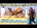 Camel weightlifting in Mangla Pakistan | Camels weight lifting | Camel Fastivel Pondori Pakistan