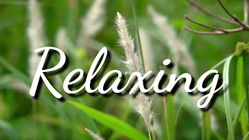 1 Minute Relaxing Music - Peaceful Ambient - Stress Relief - Nature Background - Meditation
