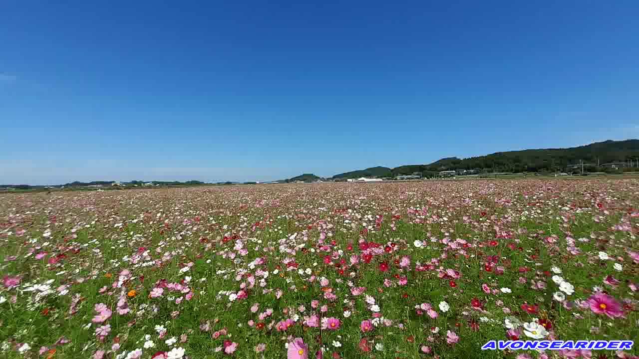 栃木県益子町のコスモス畑 YouTube 栃木県益子町のコスモス畑 YouTube