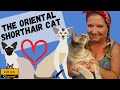 😻 CatCrazy: What is the Oriental Shorthair Cat all about? の動画、YouTube動画。