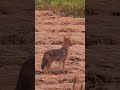 Golden Jackal in the evening