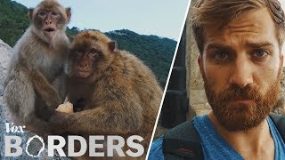 The only wild monkeys in Europe