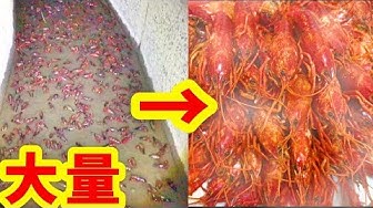 ザリガニ Youtube