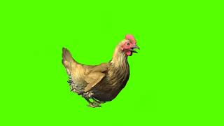hen green screen video (1)
