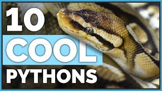 Meet My 10 Coolest Ball Pythons & Their Morphs!