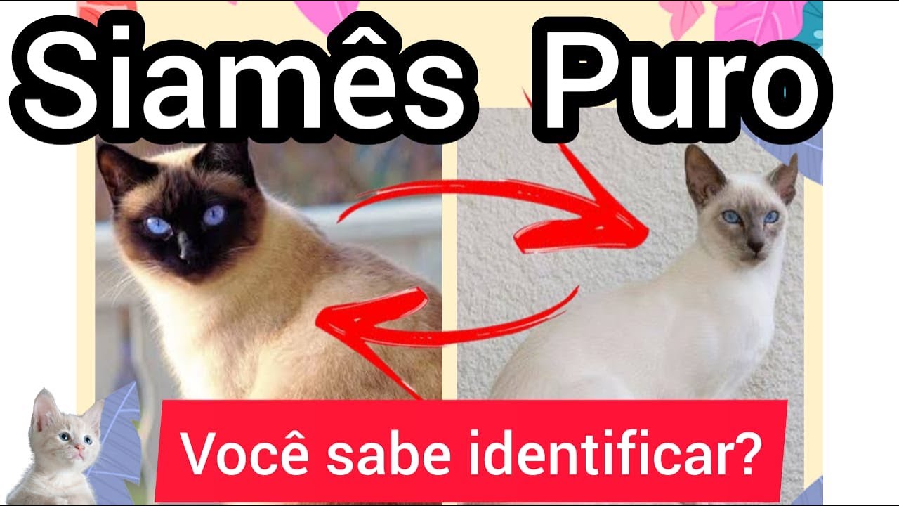 🐈GATO SIAMÊS PURO 🐱 CARACTERÍSTICAS, CURIOSIDADES E DICAS DE CUIDADOS.