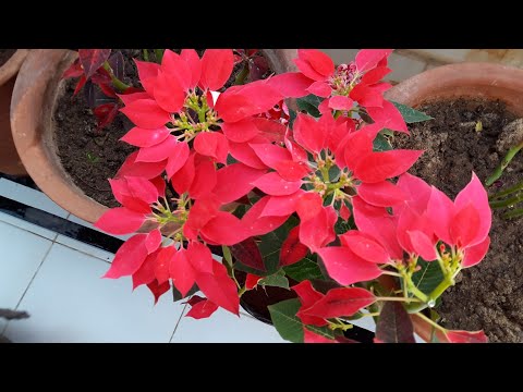 Care of Poinsettia Plant || How to Grow and Care Poinsettia Plant - Beautiful Winter Plant