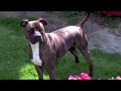 staffy cross boxer brindle