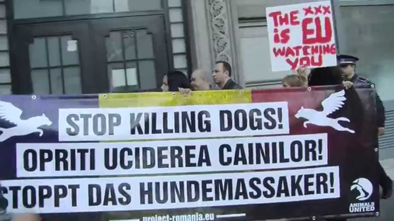 STOP KILLING DOGS! Protestaktion in Bukarest 18. Oktober 2014 YouTube