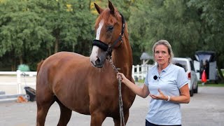 Untersuchung vom Auktionspferd bringt Klarheit - Wallach muss behandelt werden