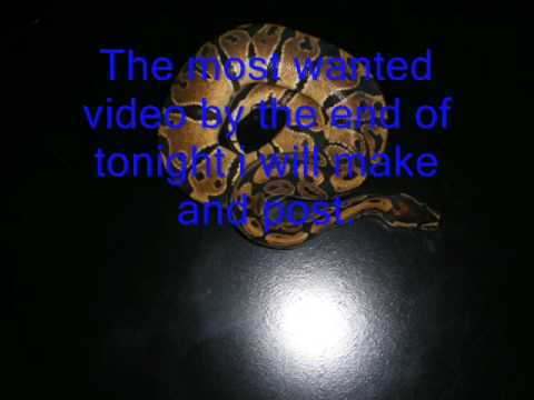 pythons for sale Requests For Videos!