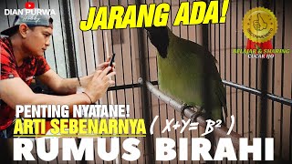 FAKTA DAN NYATA❗PENGALAMAN ARTI SEBENARNYA CUCAK IJO BIRAHI 🔥ATUR STABILNYA DISINI RUMUS BIRAHI