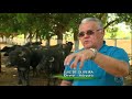 Reportagem Globo Rural - Queijo do Marajó