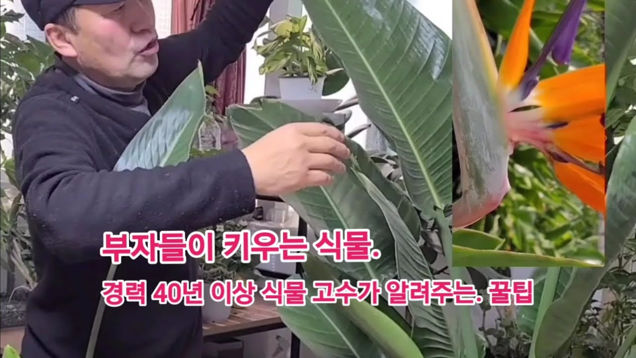 부자들만 몰래 키우는 식물( 극락조, 여인초) 누구나 손쉽게 키우는 방법!!