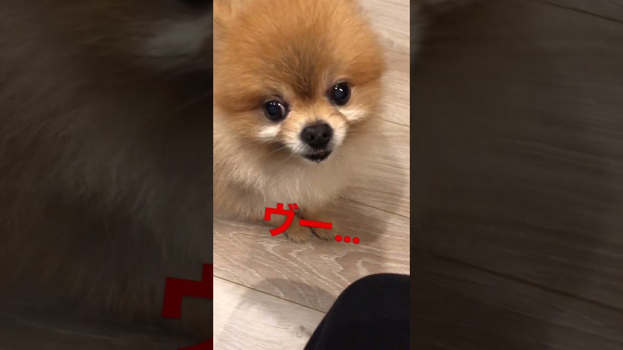ポメラニアン犬 怒るポメラニアン コロコロと戦うポメ Shorts Youtube