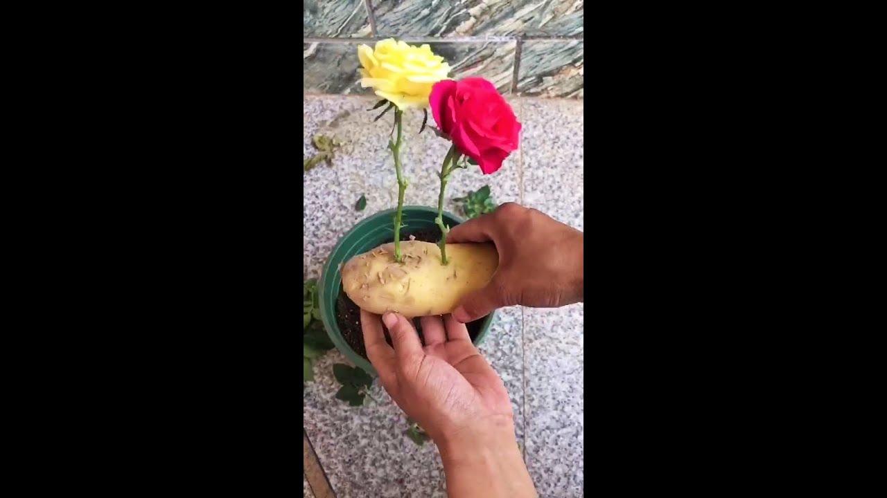 Grow Rose Cutting In Potatoes Awesome Technique Shorts YouTube