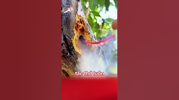 Đây là 1 cách xử lý sâu đục thân hại cây  #sauducthan #shortsviral #shorts