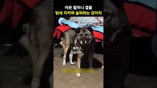 밤새 아픈 할머니 곁을 지키며 슬퍼하는 강아지