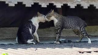 Ultimate cat fight