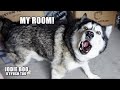We Were Told To GET OUT Of My Husky’s Bedroom!