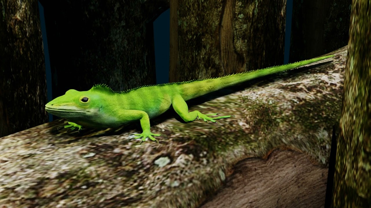 Anolis garmani