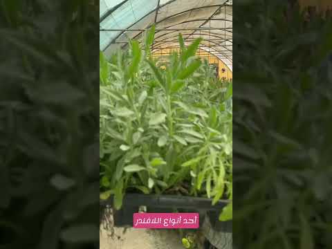 الناشط البيئي منيف سالم الضوي وتصوير أحد أنواع نبات اللافندر