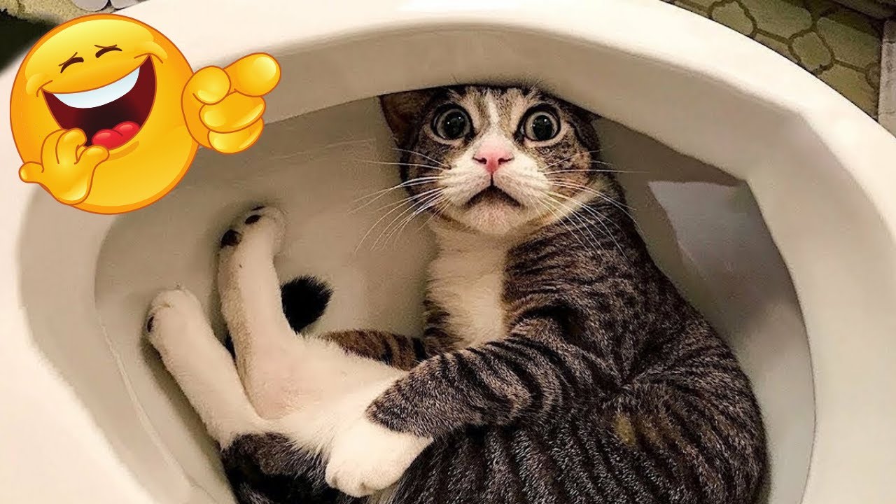 😹🎬 Top Funny Cats of 2025 — Laugh Out Loud!