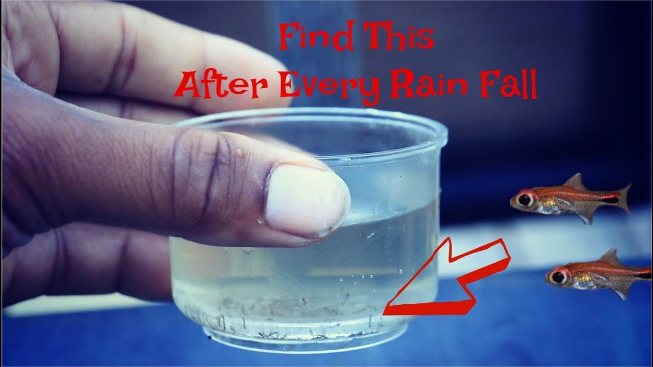 planted tank ph Free Fish Food After Every Rainfall