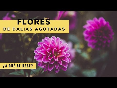Video: Cómo Prolongar La Floración De Las Dalias