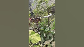 Tôi làm con dao quắm phát rẫy bằng thép chốt xích xe tăng chặt cây như chặt chuối vậy