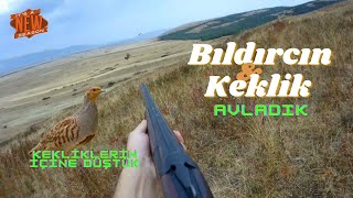 KEKLİK AÇILIŞI, ÇİL KEKLİK VE BILDIRCIN AVI. bir gün, iki farklı tür. #partridge hunt