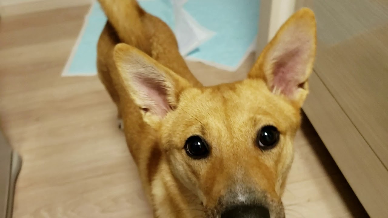 ボール遊びを何回も催促しにやってくる犬 飼い主が止めない限り永遠に遊びたいろろが可愛い Youtube