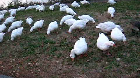 White Geese of Cambridge by Ernie Sarro