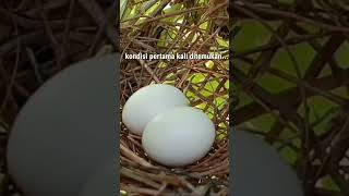 Sarang Burung Perkutut Dari Telur Sampai Menetas