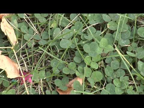 Weed Of The Week #789 - White Clover (Air Date 5/19/13)