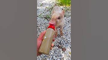 con heo đất , chú vịt con, con lợn éc, con cào cào , chú lợn dễ thương #cute