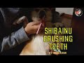 Shiba Inu Brushing teeth || Japanese dog ||Riko's lovely dog||by ikodekoshi