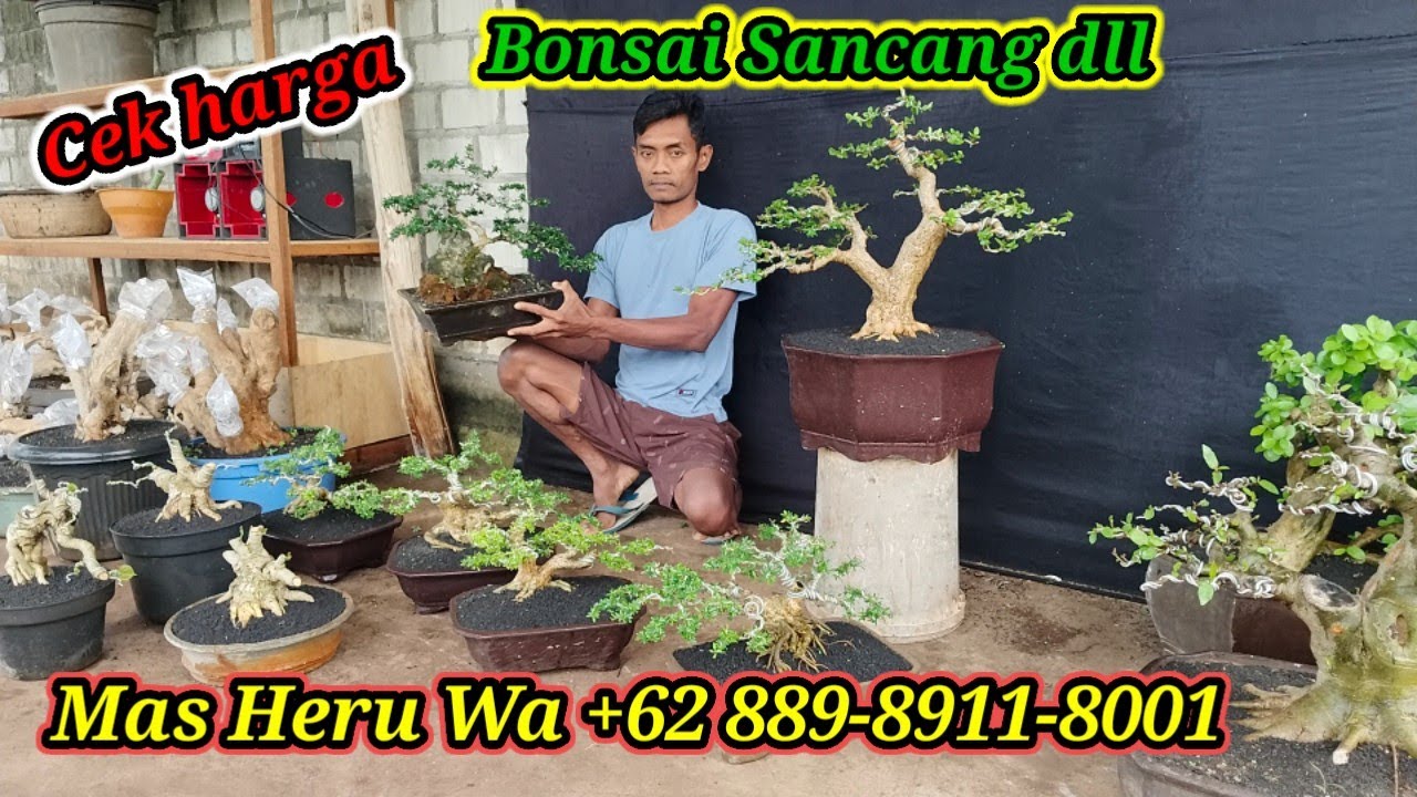 Cek harga bonsai Sancang dll koleksi Mas Heru WA +62 889-8911-8001