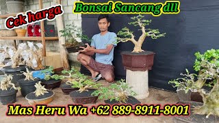 Check the price of Sancang bonsai etc. Mas Heru's collection WA  62 889-8911-8001